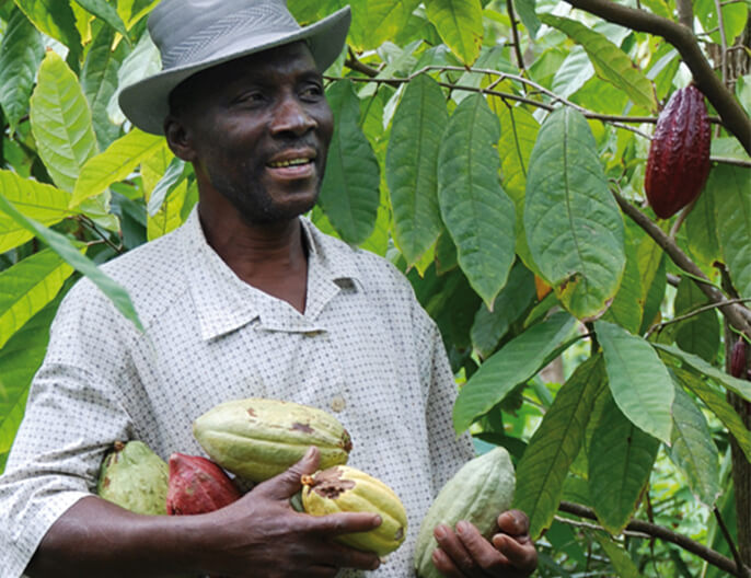 Producteur cacao cooperative Feccano en Haiti - cacao maigre non sucrÃ©